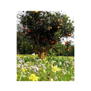 Profumi per Lampade ad Ultrasuoni Gisa Aria di Primavera 10ml.