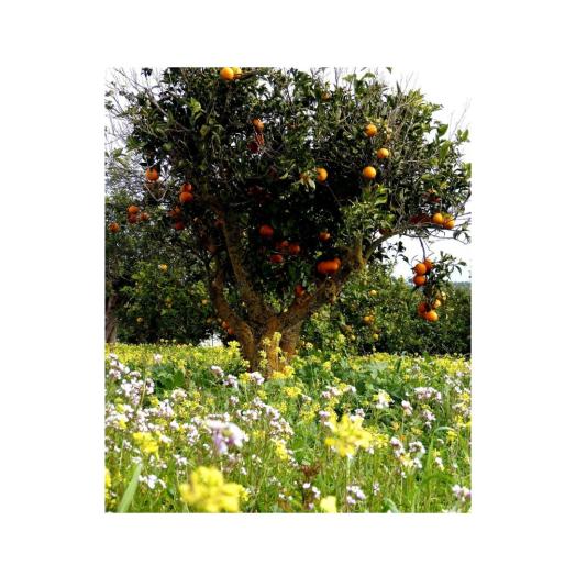 Profumi per Lampade ad Ultrasuoni Gisa Aria di Primavera 10ml. Profumi per Lampade ad Ultrasuoni Gisa Aria di Primavera 10ml.