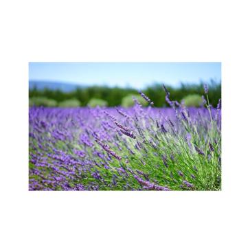 Profumi per Lampade ad Ultrasuoni Gisa Giardino Aromatico 10ml.