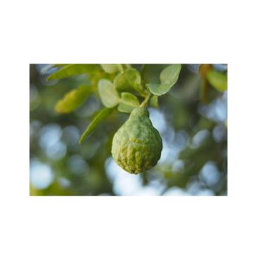 Profumi per Lampade ad Ultrasuoni Gisa Sandalo Bergamotto 10ml. Profumi per Lampade ad Ultrasuoni Gisa Sandalo Bergamotto 10ml.