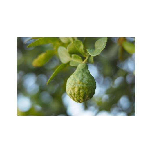 Profumi per Lampade ad Ultrasuoni Gisa Sandalo Bergamotto 10ml. Profumi per Lampade ad Ultrasuoni Gisa Sandalo Bergamotto 10ml.