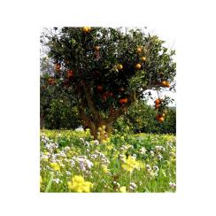 Profumi per Lampade ad Ultrasuoni Gisa Aria di Primavera 10ml.