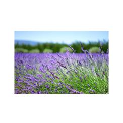 Profumi per Lampade ad Ultrasuoni Gisa Giardino Aromatico 10ml.